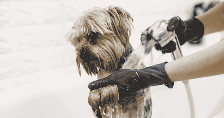 self service dog bath usa