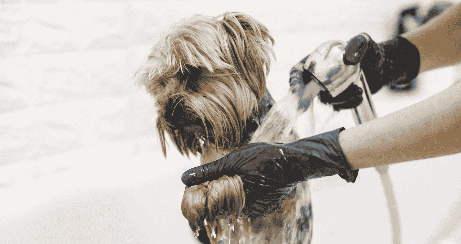 self service dog bath usa